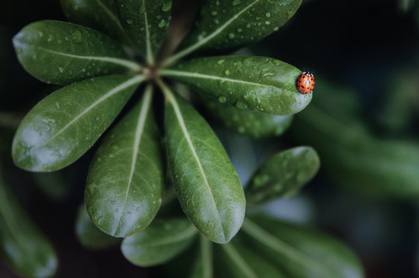 雨中昆虫