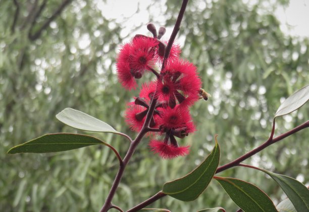 彩色花环素材