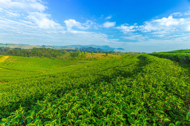 高山云雾绿茶