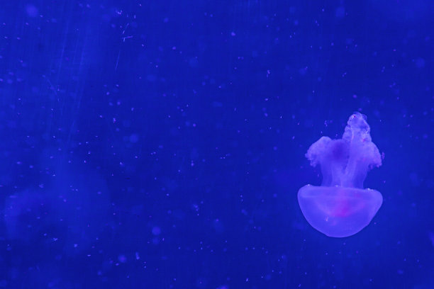 发光水母,漂浮水母,漂亮的水母