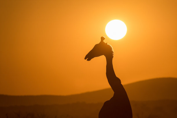 阳光下的长颈鹿