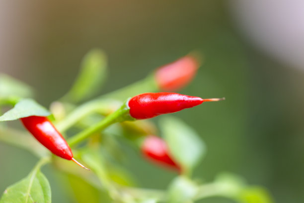 清香花椒叶