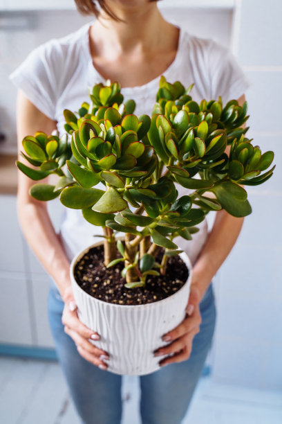 植物图案装修植物学