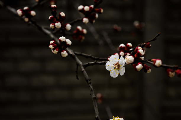 桃子图案花纹壁纸背景