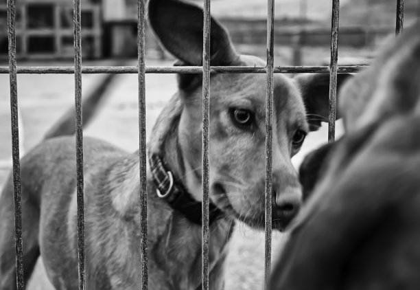 孤单狗犬小狗孤独寂寞