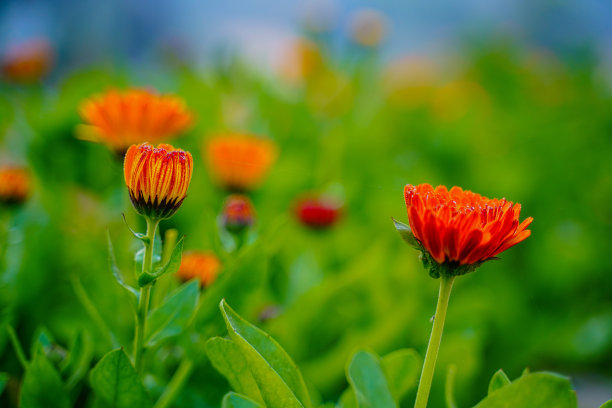 立秋菊花