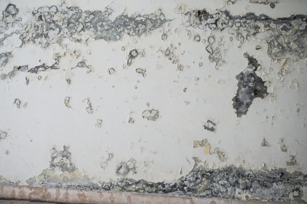 潮湿墙面的菌