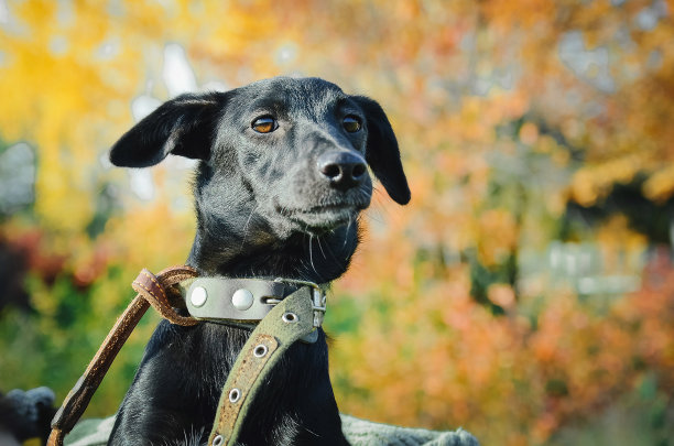 孤单狗犬小狗孤独寂寞