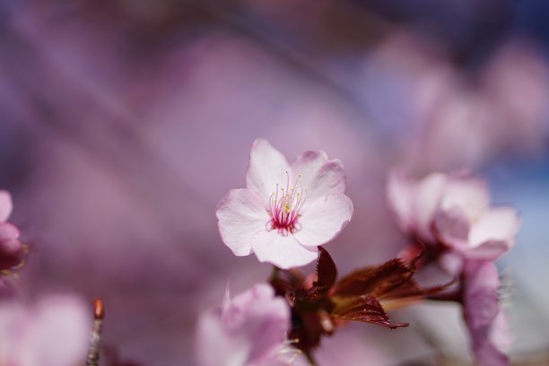 春天逆光下的美丽樱花