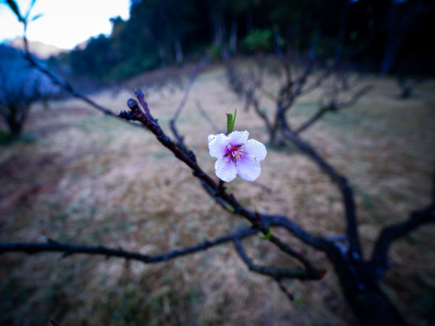 山与桃花