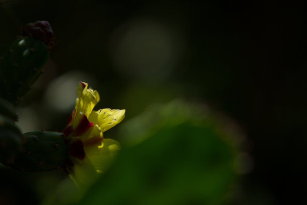 网页清明节