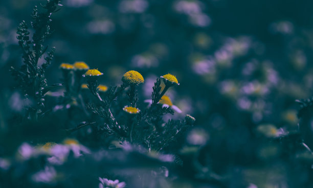 露水花朵