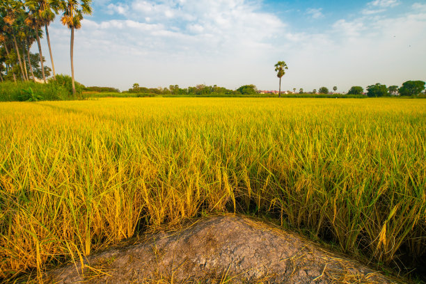 水稻收割季
