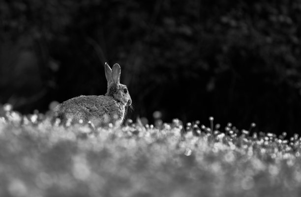 草地白兔