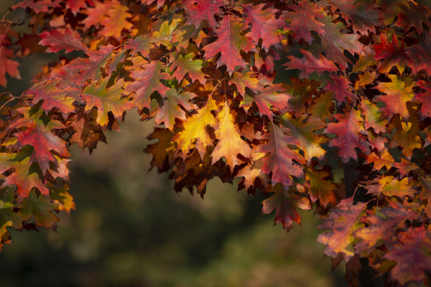 秋叶暗红色或橙色