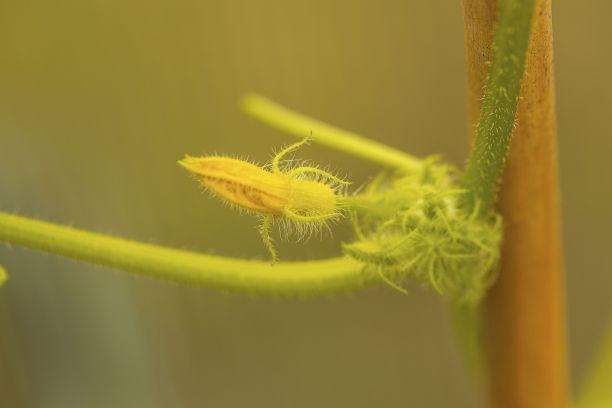 黄瓜花