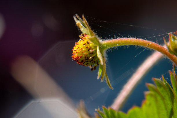 白色果花