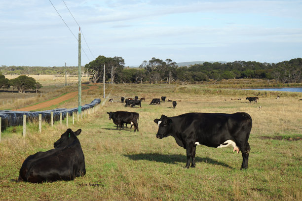 生态肉牛养殖场
