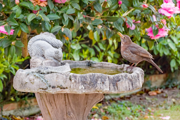 水洗石