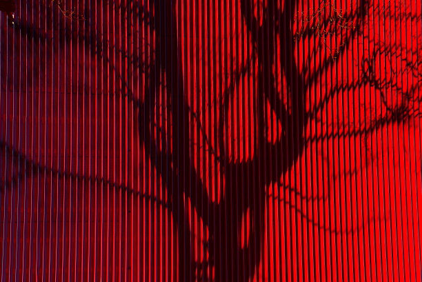 墙壁上的红色树叶