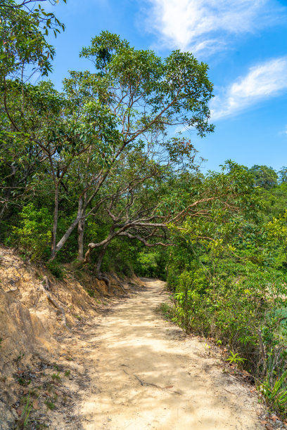 长满青草的山坡