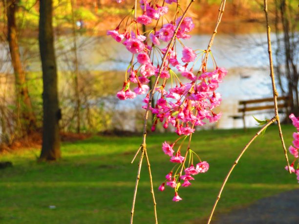 高清樱花树林