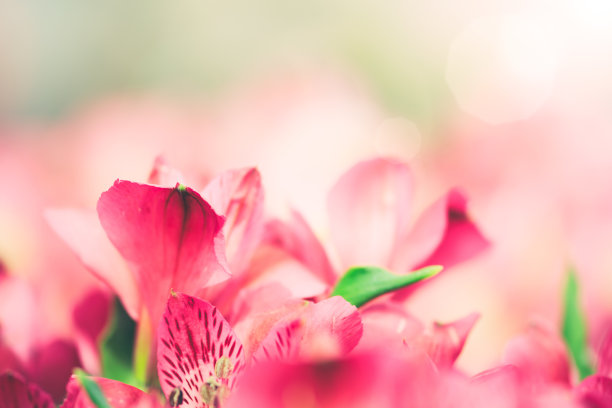 鲜花装饰背景花团锦簇