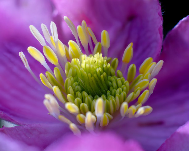 丁香花特写