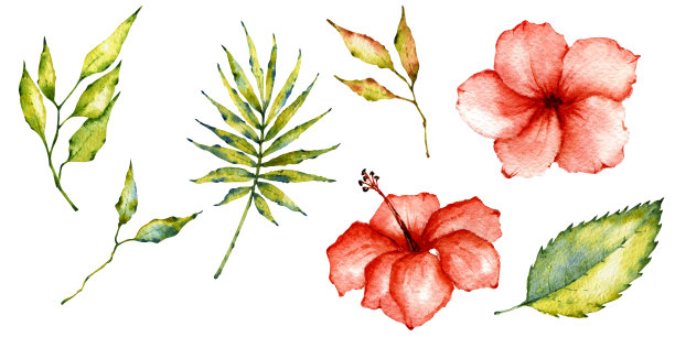 热带植物叶海报