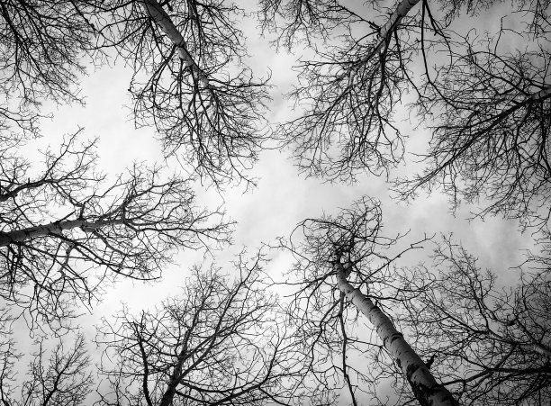 树林仰视天空