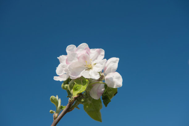 图案与苹果花