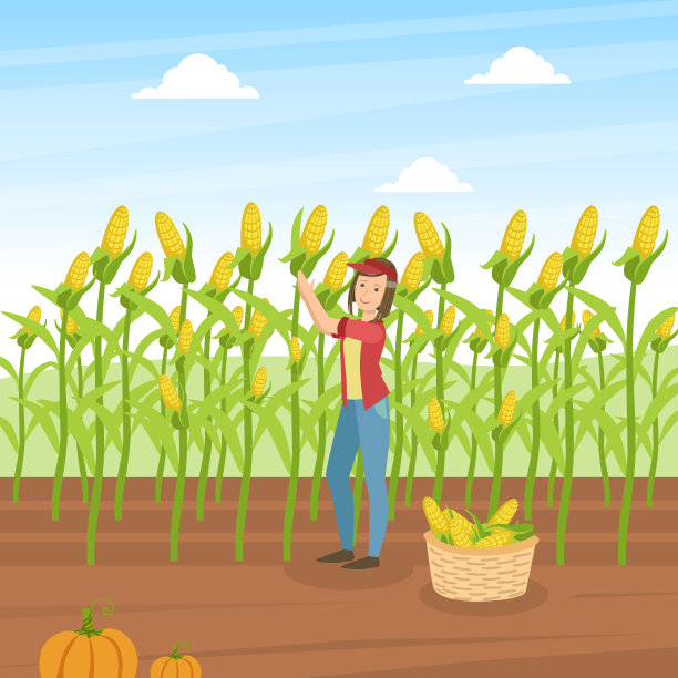 农民插画,玉米插画