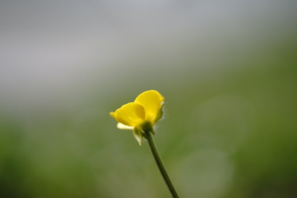 美丽的郁金香花田