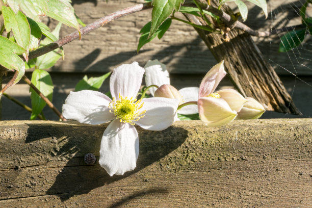 季节,白色,紫色