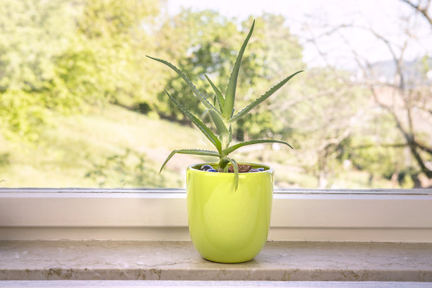 绿色植物 夏季植物 家具装饰