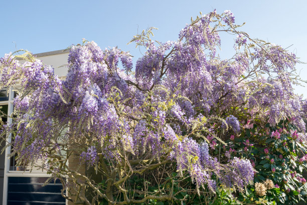 紫藤园艺景观