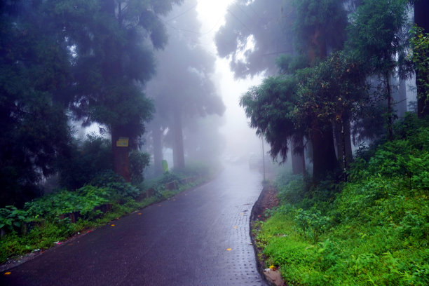 高山茶树