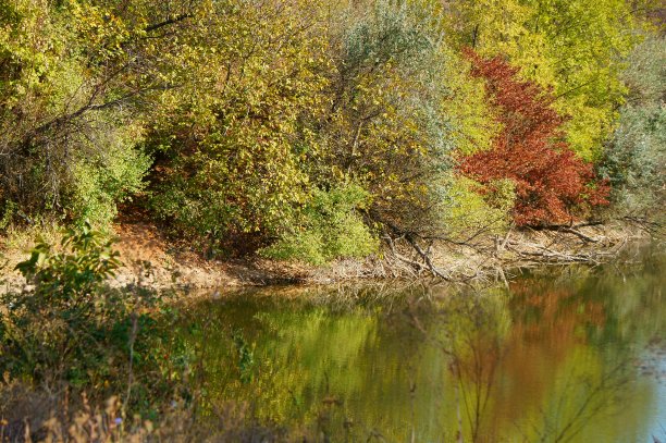 秋季河流树林