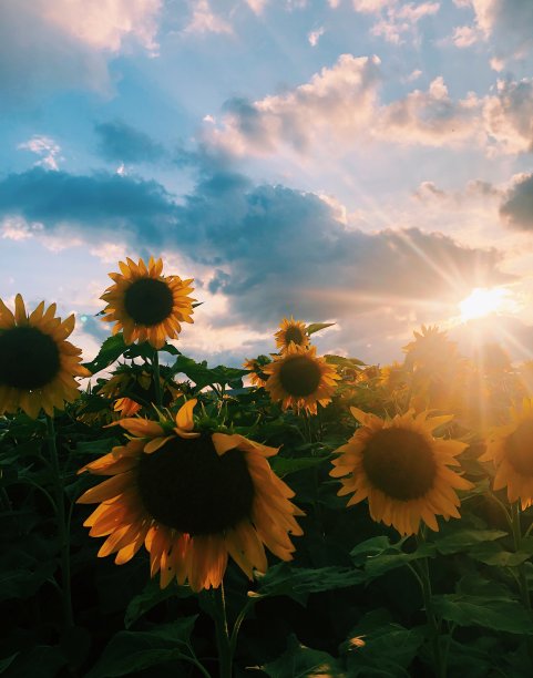 向日葵田户外