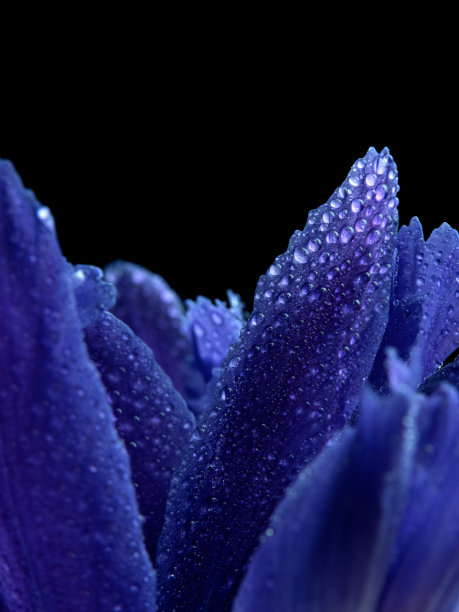 水珠紫色花
