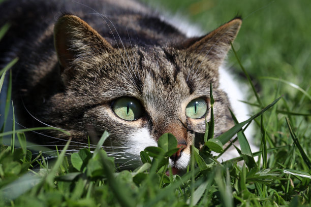 草从猫咪