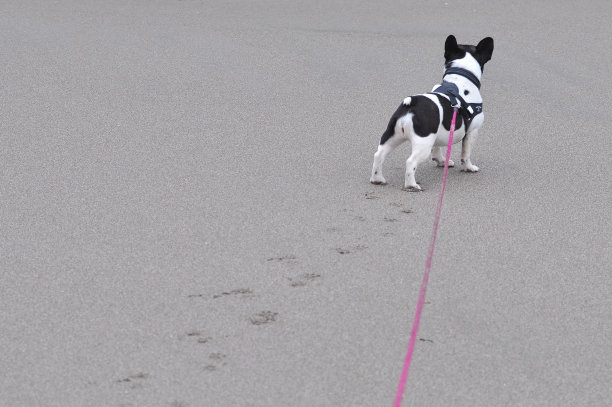 海边玩耍的斗牛犬