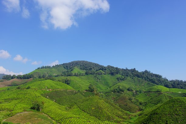 茶园风景