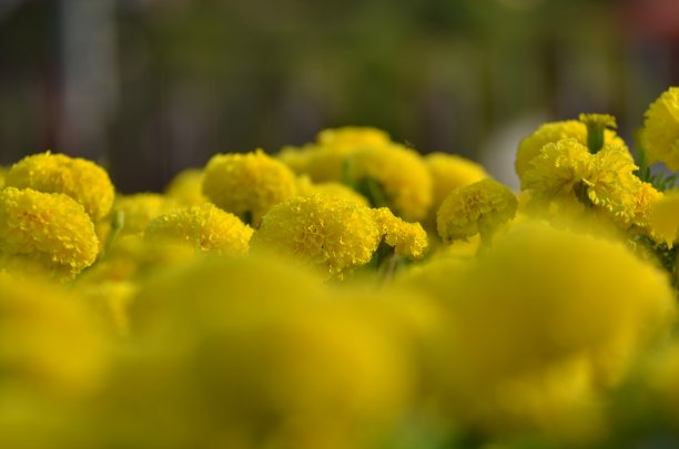 装饰玫瑰背景花卉