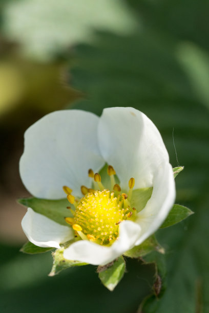 草莓开花,白色花