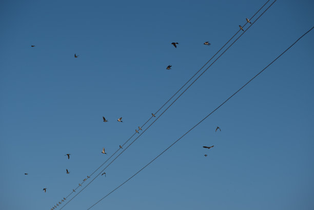 一群燕子