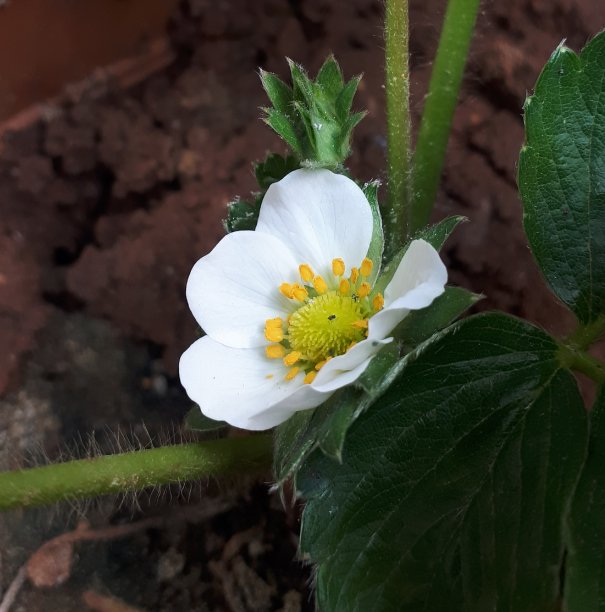 草莓开花,白色花