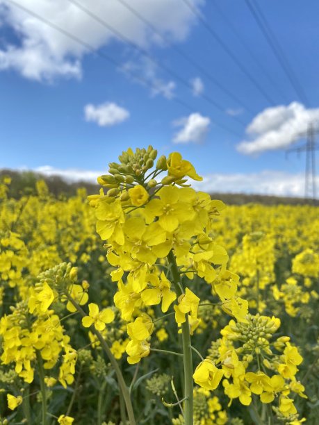 油菜花特写