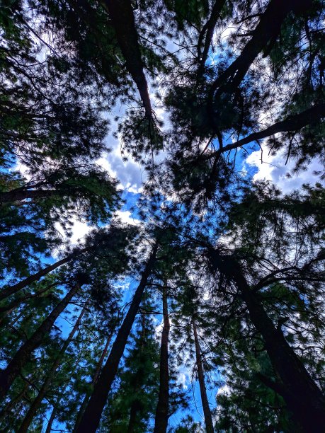 树林仰视天空