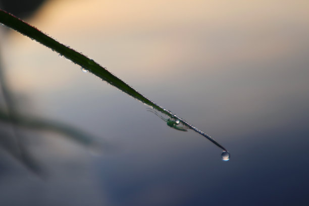 草地绿叶露水植物背景